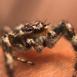 Meet your Posher, Mark